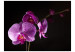 Wall Mural Elegant Orchid - Floral Motif with Dew Drops on a Black Background 60229 additionalThumb 1
