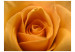 Photo Wallpaper Yellow Rose - Natural Close-up of a Rose Flower Petal 60329 additionalThumb 1