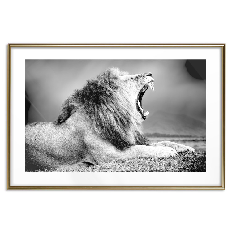 Wall Poster Roaring Lion - black and white composition with a roaring lion on the savanna 116439 additionalImage 14