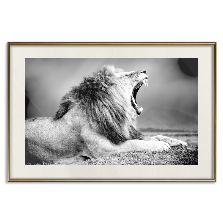 Wall Poster Roaring Lion - black and white composition with a roaring lion on the savanna 116439 additionalImage 19