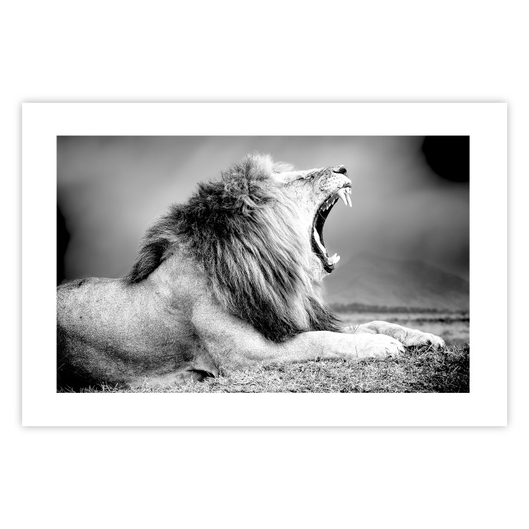 Wall Poster Roaring Lion - black and white composition with a roaring lion on the savanna 116439 additionalImage 19