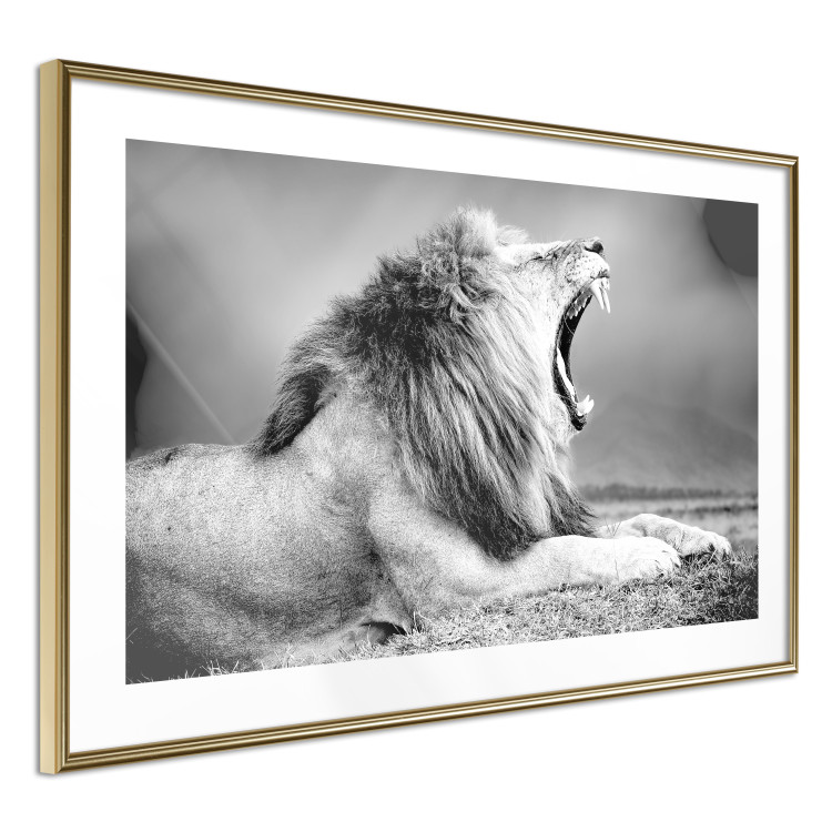 Wall Poster Roaring Lion - black and white composition with a roaring lion on the savanna 116439 additionalImage 6