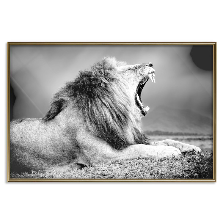 Wall Poster Roaring Lion - black and white composition with a roaring lion on the savanna 116439 additionalImage 16