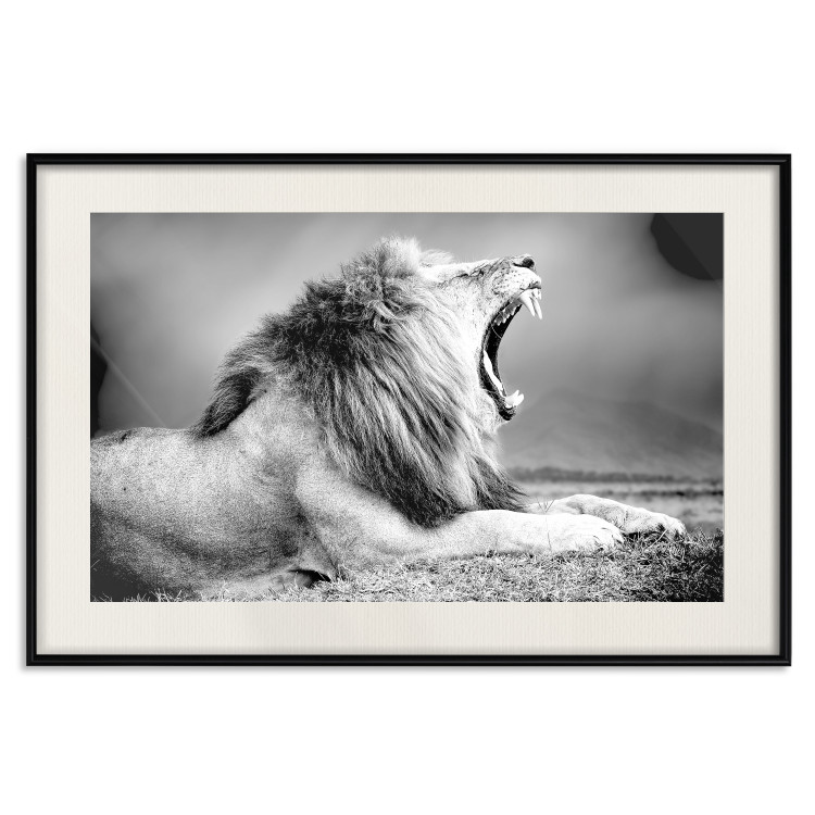 Wall Poster Roaring Lion - black and white composition with a roaring lion on the savanna 116439 additionalImage 18