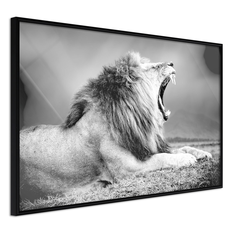 Wall Poster Roaring Lion - black and white composition with a roaring lion on the savanna 116439 additionalImage 10