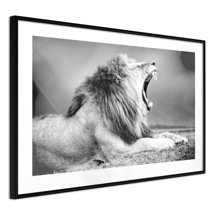 Wall Poster Roaring Lion - black and white composition with a roaring lion on the savanna 116439 additionalImage 11