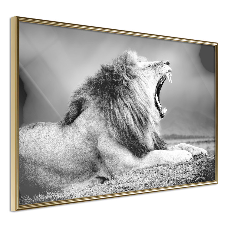 Wall Poster Roaring Lion - black and white composition with a roaring lion on the savanna 116439 additionalImage 14