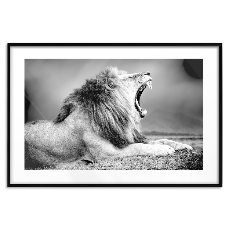 Wall Poster Roaring Lion - black and white composition with a roaring lion on the savanna 116439 additionalImage 17