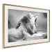 Wall Poster Roaring Lion - black and white composition with a roaring lion on the savanna 116439 additionalThumb 2