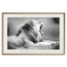 Wall Poster Roaring Lion - black and white composition with a roaring lion on the savanna 116439 additionalThumb 19