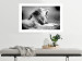 Wall Poster Roaring Lion - black and white composition with a roaring lion on the savanna 116439 additionalThumb 2