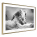 Wall Poster Roaring Lion - black and white composition with a roaring lion on the savanna 116439 additionalThumb 6
