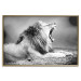 Wall Poster Roaring Lion - black and white composition with a roaring lion on the savanna 116439 additionalThumb 20