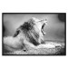 Wall Poster Roaring Lion - black and white composition with a roaring lion on the savanna 116439 additionalThumb 24