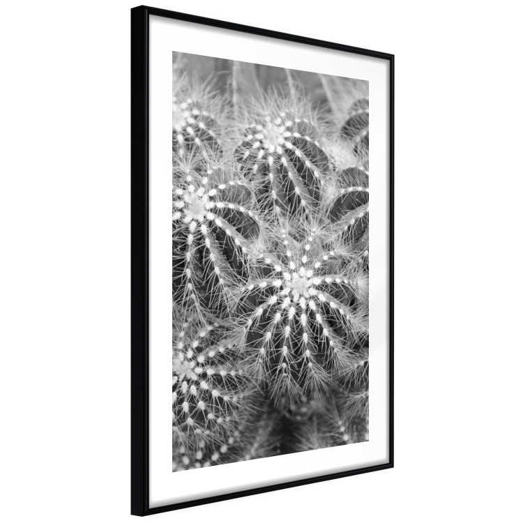 Wall Poster Risky Adventure - black and white composition with prickly plants 117939 additionalImage 11