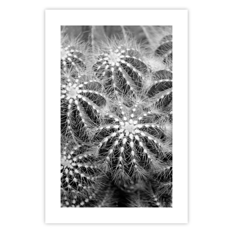 Wall Poster Risky Adventure - black and white composition with prickly plants 117939 additionalImage 19