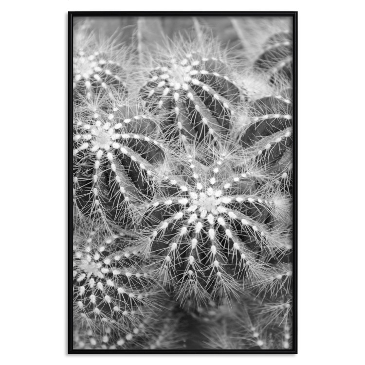 Wall Poster Risky Adventure - black and white composition with prickly plants 117939 additionalImage 18