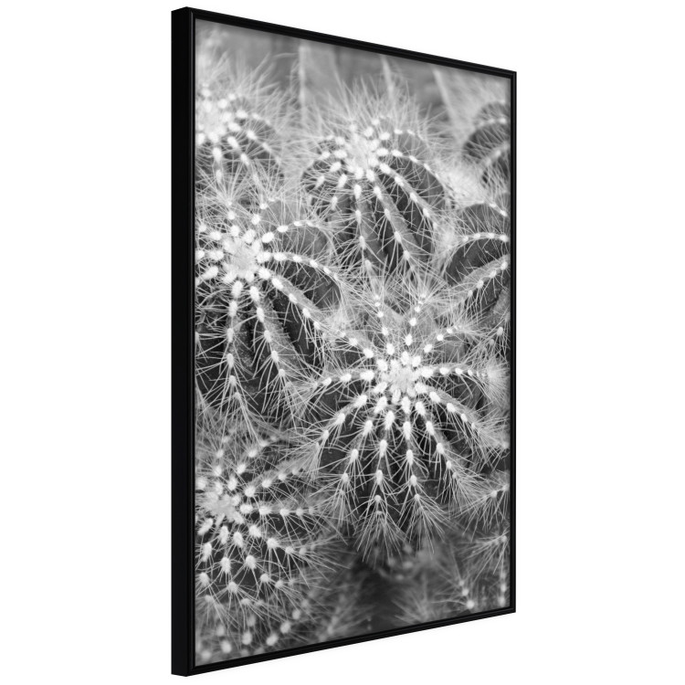 Wall Poster Risky Adventure - black and white composition with prickly plants 117939 additionalImage 10