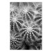 Wall Poster Risky Adventure - black and white composition with prickly plants 117939
