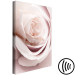 Canvas Print Pastel Charm (1-part) - Blooming Rose in Nature's Hue 122839 additionalThumb 6