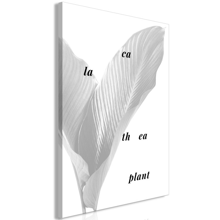 Canvas Silver calathea leaves with inscription - graphic with botanical motif 122939 additionalImage 2