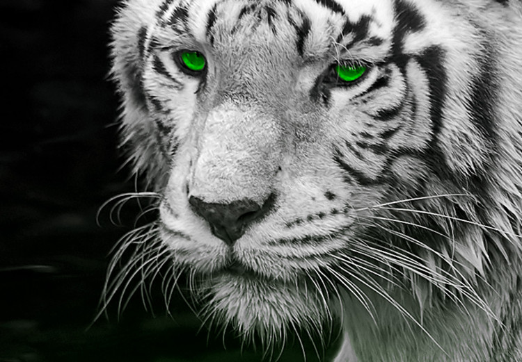 Canvas Print White tiger in the water - a photo of an animal with green eyes 123339 additionalImage 5