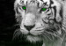 Canvas Print White tiger in the water - a photo of an animal with green eyes 123339 additionalThumb 5