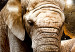 Large canvas print Brown Elephants II [Large Format] 125439 additionalThumb 5