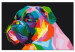 Paint by number Colourful Boxer 127439 additionalThumb 6