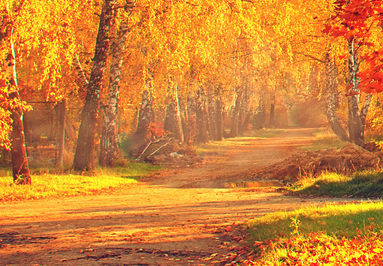 Canvas Print Autumn Afternoon (1-part) wide - golden landscape of trees 128839 additionalImage 4