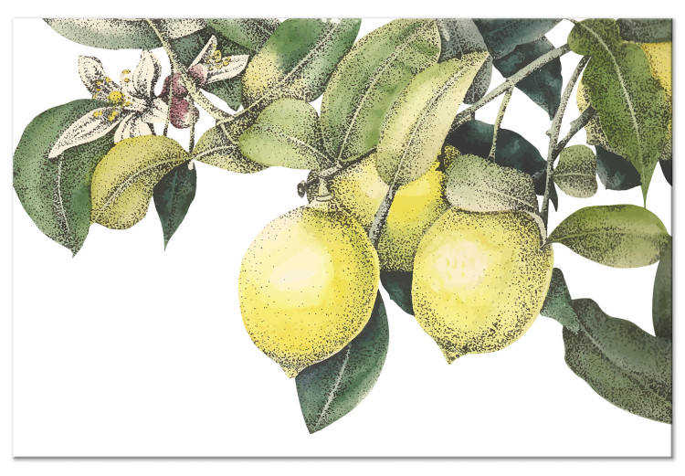 Canvas Print Lemons and Leaves (1-piece) - colorful citrus fruits on a tree 149639