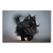 Canvas Art Print AI Maine Coon Cat - Walking Animal With Long Black Hair - Horizontal 150139 additionalThumb 7