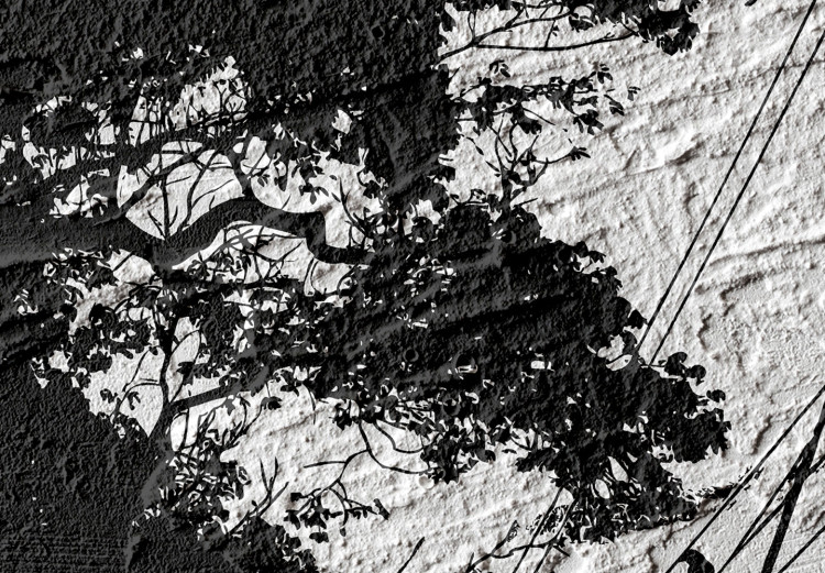 Poster Shadow of Nature - black and white landscape of tree and birds on a rough background 117249 additionalImage 10