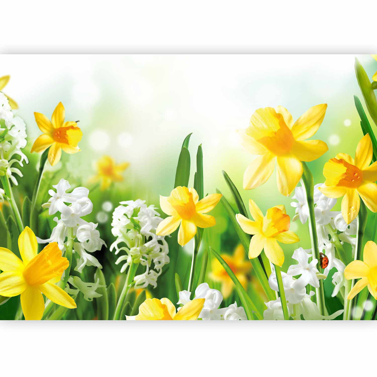Photo Wallpaper Spring Stroll - Meadow with Yellow and White Daffodils on a Blurred Background 60749 additionalImage 1