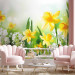 Photo Wallpaper Spring Stroll - Meadow with Yellow and White Daffodils on a Blurred Background 60749