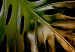 Wall Poster Gilded Monstera - Composition with a tropical plant on a dark background 114359 additionalThumb 8