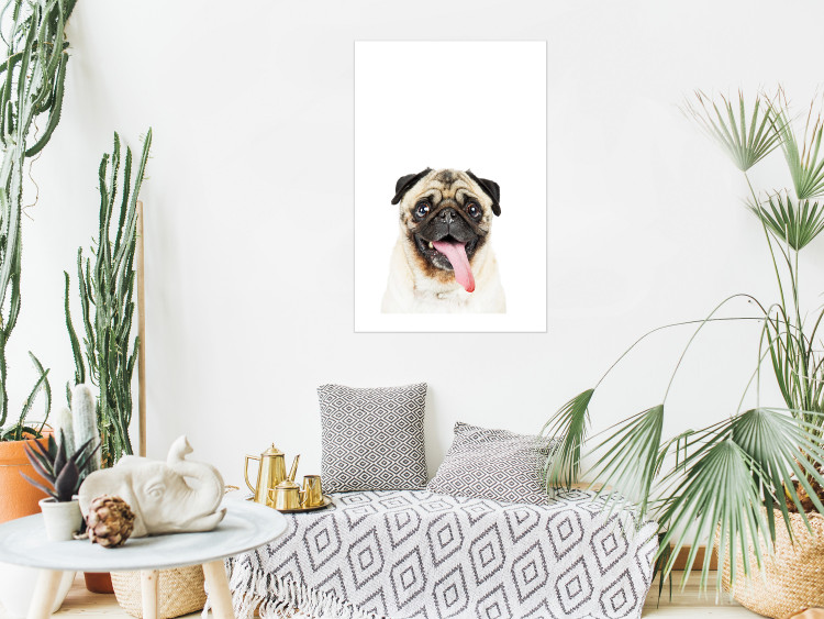 Poster Pug - funny smiling dog with tongue out on white background 114959 additionalImage 2