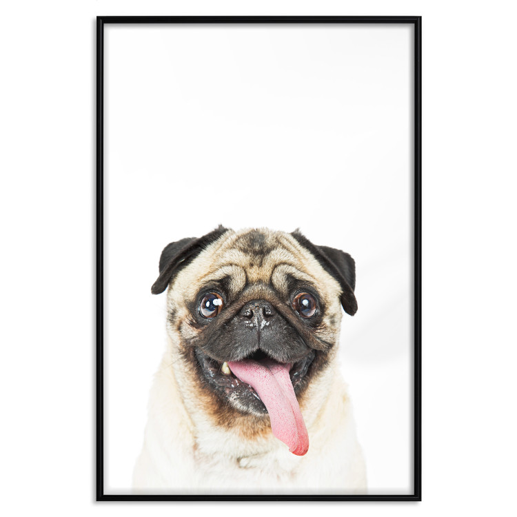 Poster Pug - funny smiling dog with tongue out on white background 114959 additionalImage 25