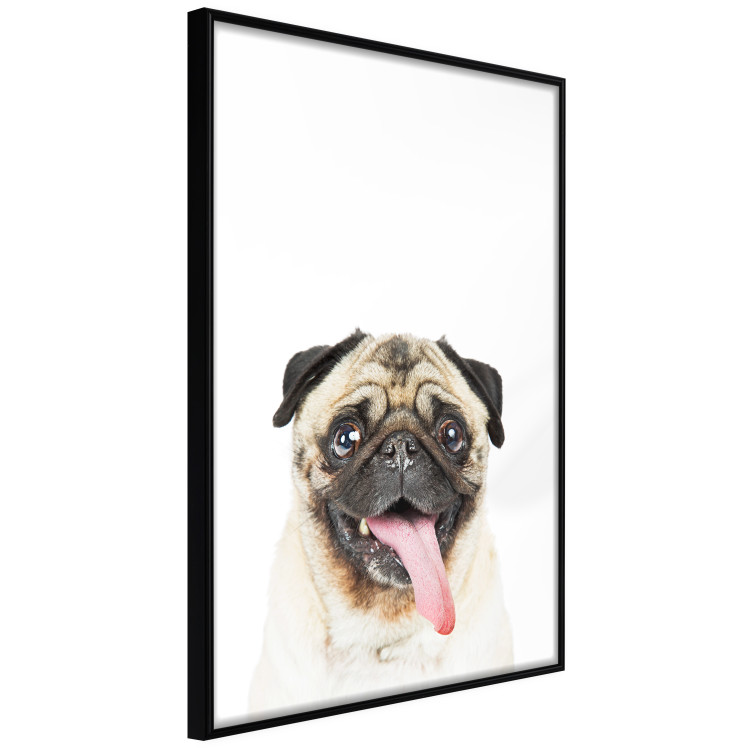 Poster Pug - funny smiling dog with tongue out on white background 114959 additionalImage 10