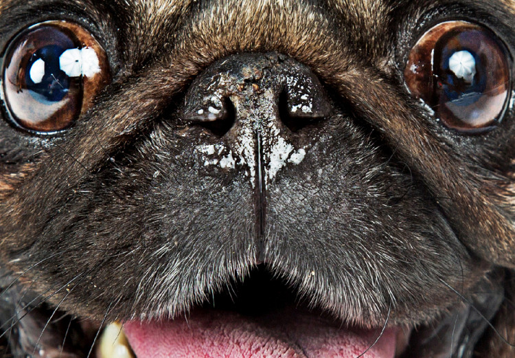 Poster Pug - funny smiling dog with tongue out on white background 114959 additionalImage 11