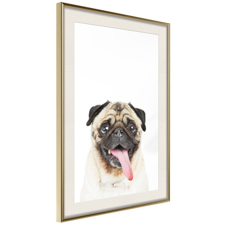 Poster Pug - funny smiling dog with tongue out on white background 114959 additionalImage 2