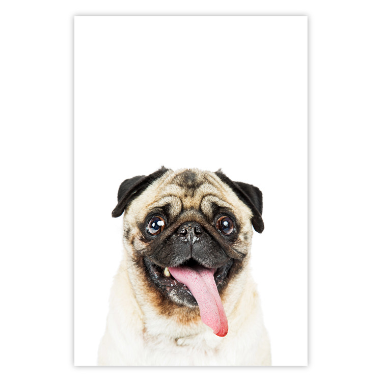 Poster Pug - funny smiling dog with tongue out on white background 114959