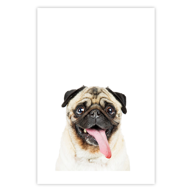 Poster Pug - funny smiling dog with tongue out on white background 114959 additionalImage 22