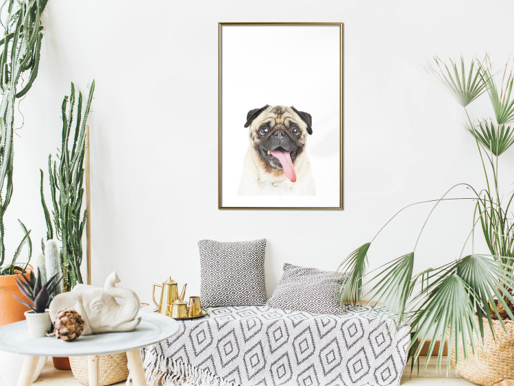 Poster Pug - funny smiling dog with tongue out on white background 114959 additionalImage 15