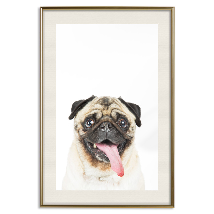 Poster Pug - funny smiling dog with tongue out on white background 114959 additionalImage 21