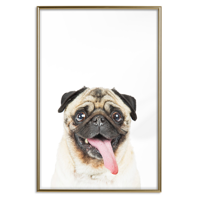Poster Pug - funny smiling dog with tongue out on white background 114959 additionalImage 26