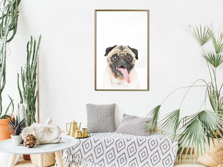 Poster Pug - funny smiling dog with tongue out on white background 114959 additionalImage 7