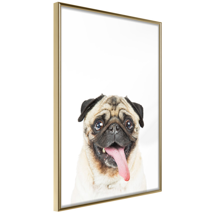 Poster Pug - funny smiling dog with tongue out on white background 114959 additionalImage 12