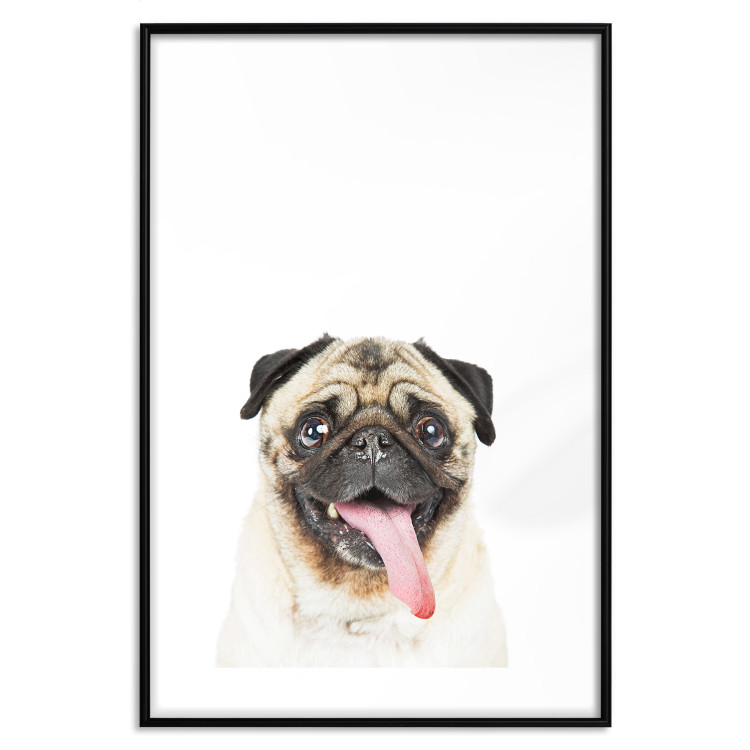 Poster Pug - funny smiling dog with tongue out on white background 114959 additionalImage 27