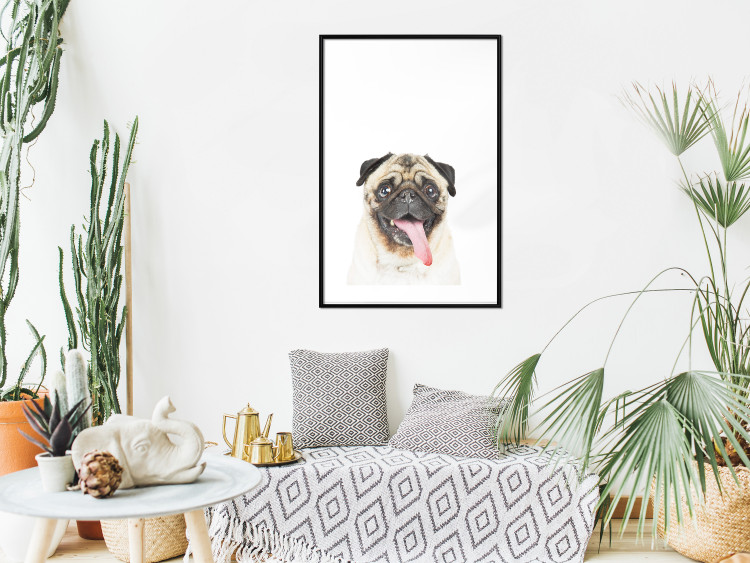 Poster Pug - funny smiling dog with tongue out on white background 114959 additionalImage 4